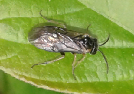 Tenthredinidae da ID